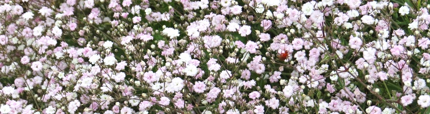 Gypsophila banner